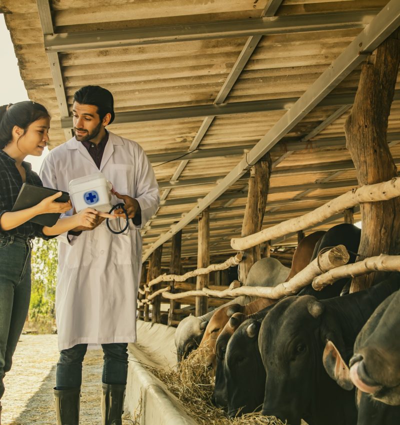 Asian farmer businesswoman rural cow farmer discussing vaccination with male veterinarian expert in cow disease prevention walks farm inspection, checks cow health and farm epidemic control.