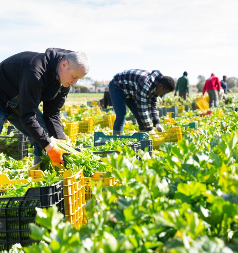 Portrait of group of men gardeners picking harvest of fresh celery to crates in garden