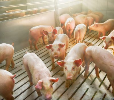 Pigs on a farm