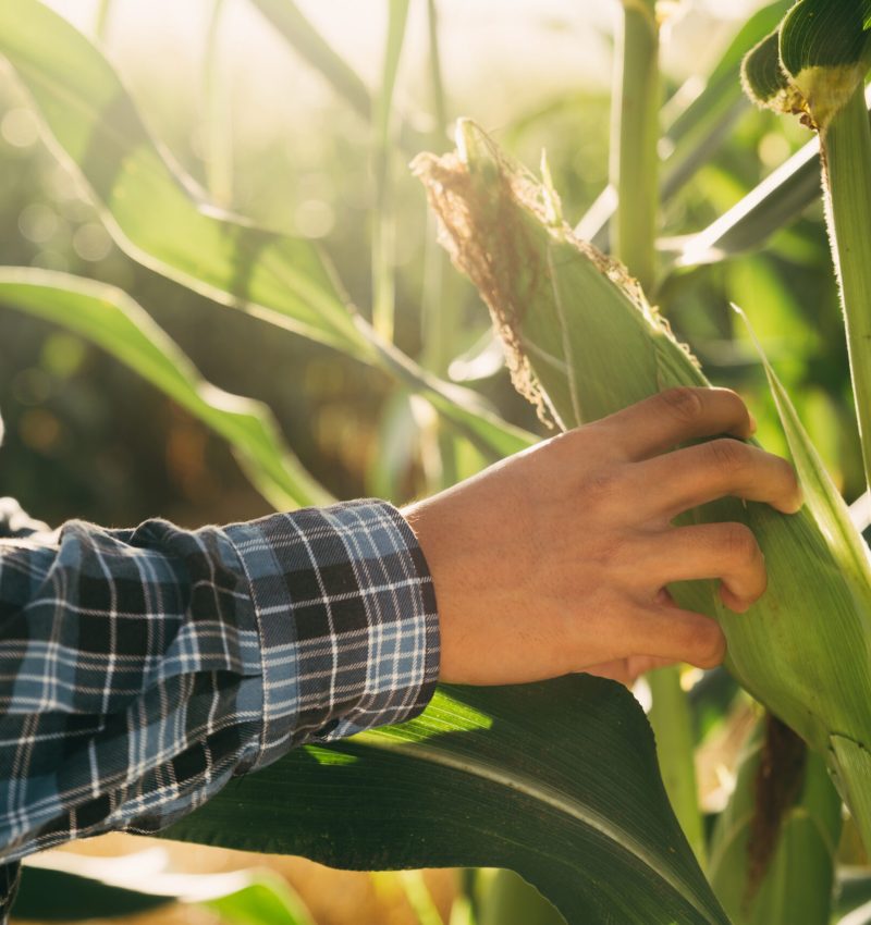 Farmer checking his corn in farm before crop, finance and agriculture concept.