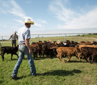 Cowboy and rancher sorting calves in spring on western cattle ranch