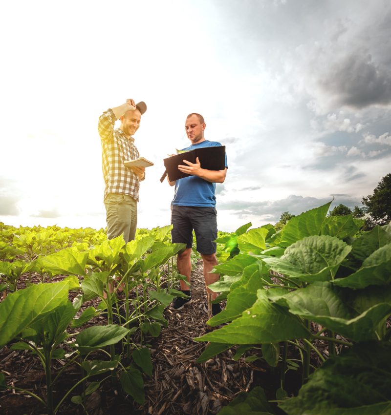 Two farmers in an agricultural field of sunflowers. Agronomist and farmer inspect potential yield