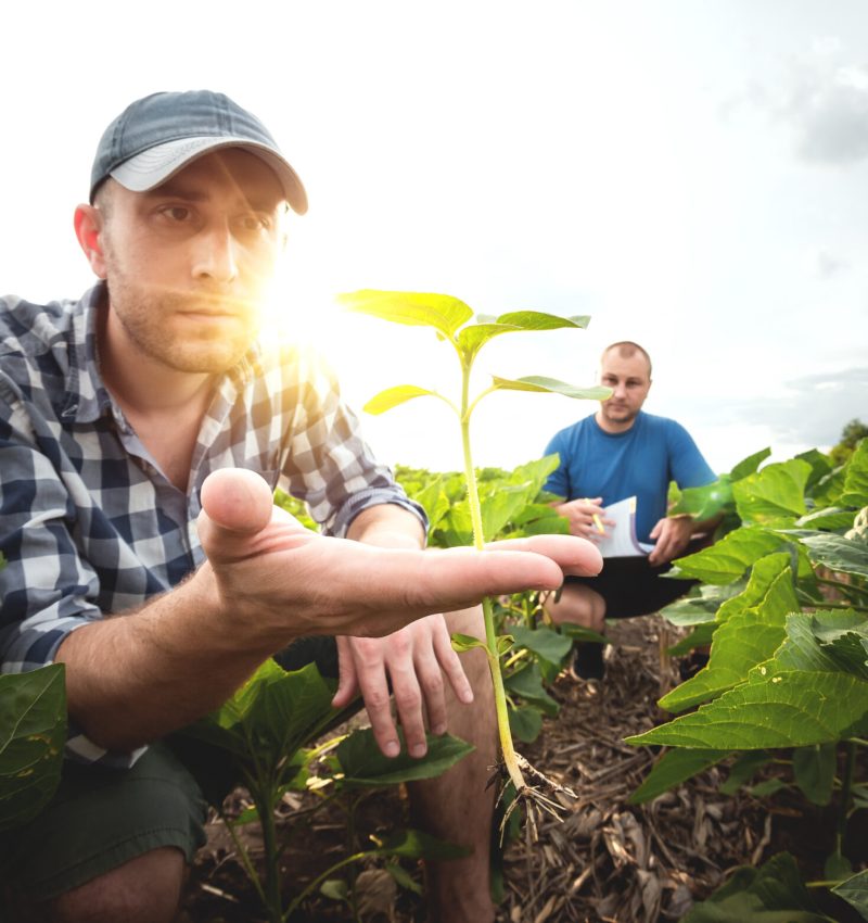 Two farmers in an agricultural field of sunflowers. Agronomist and farmer inspect potential yield