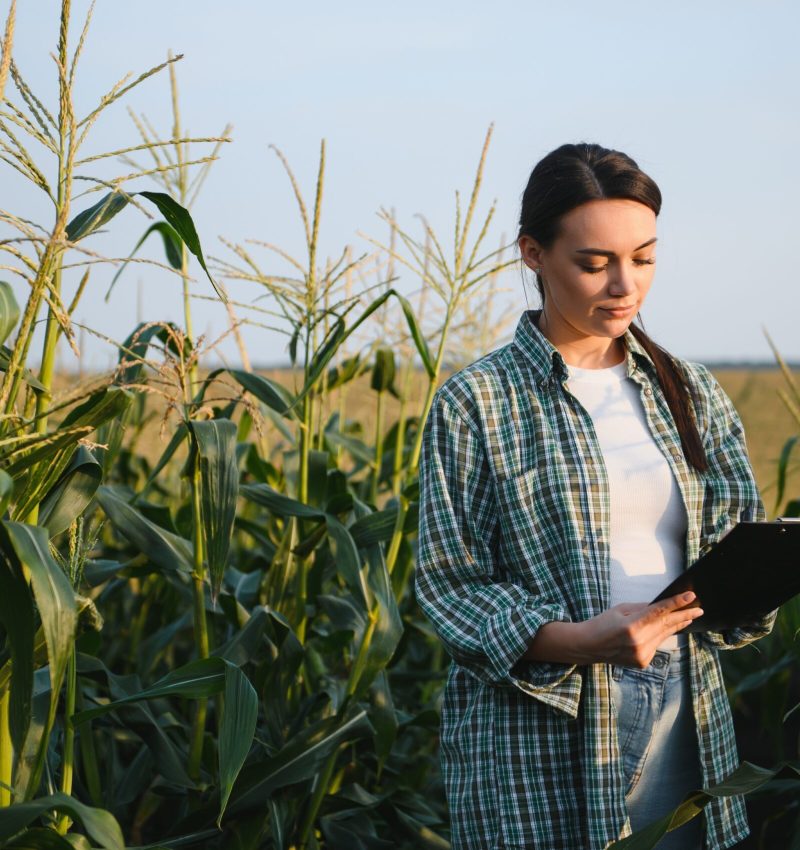 Farmer business woman in corn field. Woman farmer works in corn field. Agricultural business concept. Growing food. Harvest in field. Farmer field.