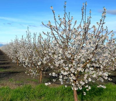 Innovation in the Field: Almond Trees with Drip Irrigation.