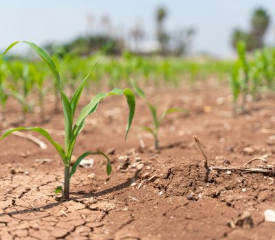 Corn crops suffer as drought continues. Corn field with very dry soil. Dry Corn field in the Turkey. Extreme droogte in Adana. Agriculture