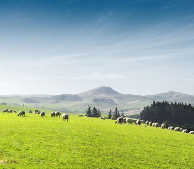livestock-risk-protection