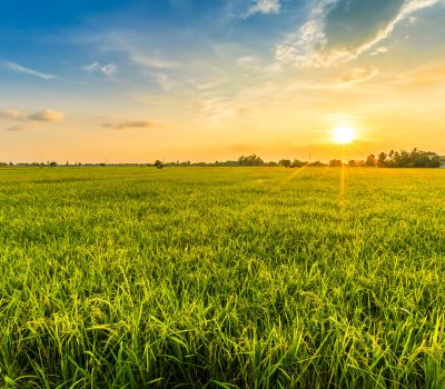 Beautiful environment landscape of green field cornfield or corn in Asia country agriculture harvest with sunset sky background.